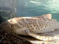 Leopard Shark
