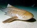 Leopard Shark