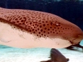 Leopard Shark