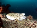 Leopard Shark
