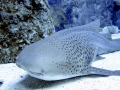 Leopard Shark