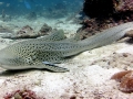 Leopard Shark