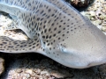 Leopard Shark