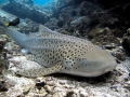 Leopard Shark