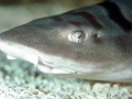 Leopard Shark