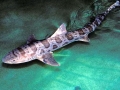 Leopard Shark