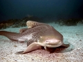 Leopard Shark