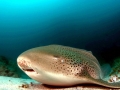 Leopard Shark