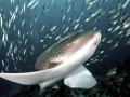 Leopard Shark