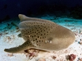 Leopard Shark