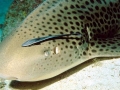 Leopard Shark
