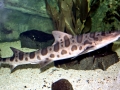 Leopard Shark