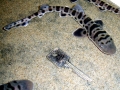 Leopard Shark