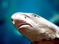 Leopard Shark