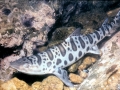 Leopard Shark
