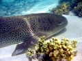 Leopard Shark