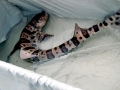 Leopard Shark