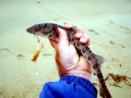 Leopard Shark