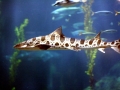 Leopard Shark