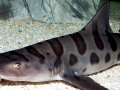 Leopard Shark