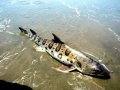 Leopard Shark
