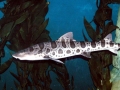 Leopard Shark