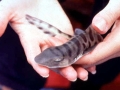 Leopard Shark