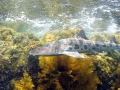 Leopard Shark
