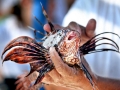 Lionfish