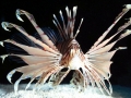 Lionfish
