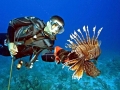 Lionfish