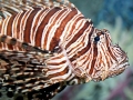 Lionfish