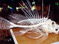 Lionfish
