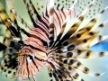 Lionfish