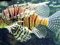 Lionfish