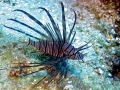 Lionfish