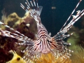 Lionfish