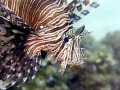 Lionfish