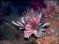 Lionfish