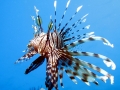 Lionfish