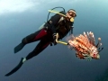 Lionfish