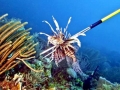 Lionfish