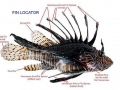 Lionfish