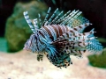 Lionfish