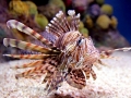 Lionfish