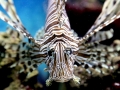 Lionfish