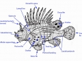 Lionfish