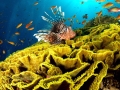 Lionfish