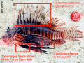 Lionfish