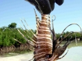 Lionfish